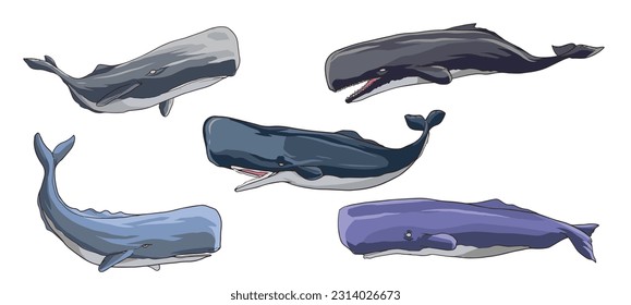 
sperm whale vector illustration with various poses and shapes in one bundle