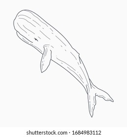 Sperm whale vector line art. Cartoon sperm whale illustration.