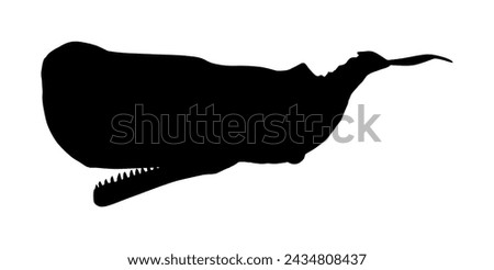 Sperm whale vector silhouette illustration isolated on white background. Big under water mammal eating giant squid. Biggest predator in the world. Physeter macrocephalus.