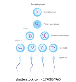 Espermatogénesis y división celular. Células diploides. la replicación del ADN y el concepto de sistema reproductivo humano. Afiche médico, biológico, anatómico para clínica, centro genético. Ilustración vectorial simple plana