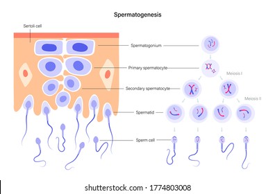 Spermatogenesis Images Stock Photos Vectors Shutterstock