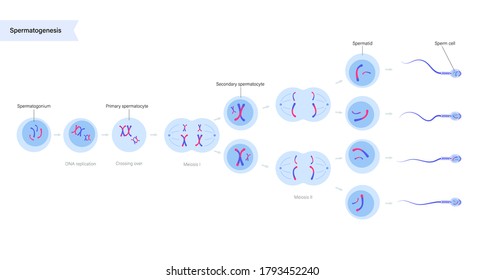 Espermatogénesis y división celular. Células diploides. la replicación del ADN y el concepto de sistema reproductivo humano. Afiche médico, biológico, anatómico para clínica, centro genético. Ilustración vectorial simple plana