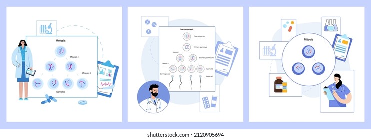 Espermatogénesis y división celular. Células diploides. Doctor en laboratorio, replicación de ADN. Concepto de sistema reproductivo humano. Afiche médico, biológico, anatómico para clínica. Ilustración vectorial del centro genético.