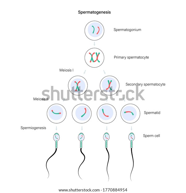 Spermatogenesis And Cell Division Diploid Cells Dna Replication And Human Reproductive System 
