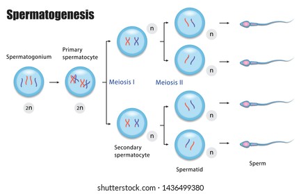 Spermatogenesis diagram, Process of cell division, vector illustration eps10