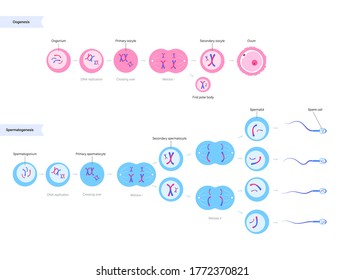 155 Oogenesis Images, Stock Photos & Vectors | Shutterstock