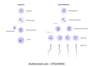 Spermatogenesis and oogenesis. Cell division. DNA replication and human reproductive system concept. Medical, biology, anatomical poster for clinic, genetic center. Flat simple vector illustration