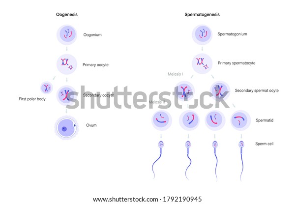 Spermatogenesis Oogenesis Cell Division Dna Replication เวกเตอร์สต็อก ปลอดค่าลิขสิทธิ์ 
