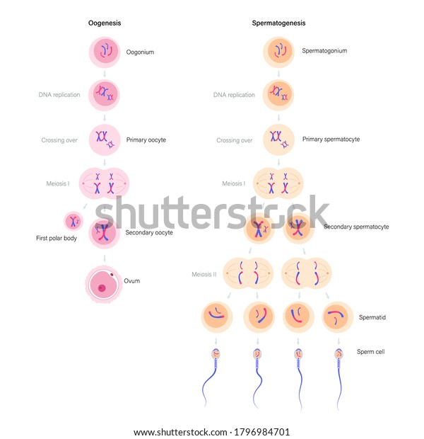 Spermatogenesis Oogenesis Cell Division Dna Replication Stock Vector Royalty Free 1796984701 