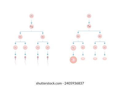 Spermatogenese und Oogenesis Process Scientific Design. Vektorgrafik.	