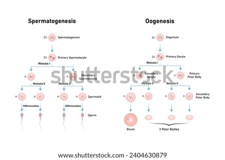 Spermatogenesis and Oogenesis Process Scientific Design. Vector Illustration.	
