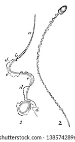 Spermatozoa of the salamander and human, vintage line drawing or engraving illustration.