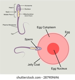 Spermatozoon, floating to ovule vector