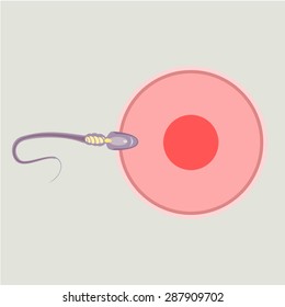 Spermatozoon, floating to ovule vector
