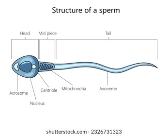 Spermatozoon male cell structure diagram schematic vector illustration. Medical science educational illustration