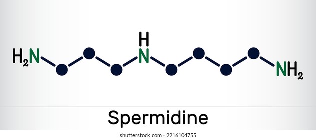 Spermidine molecule. It is triamine, polyamine formed from putrescine. Skeletal chemical formula. Vector illustration