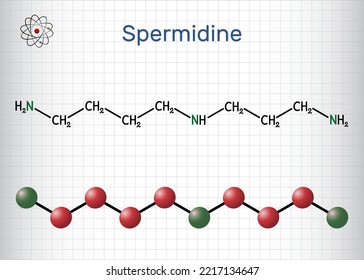 Spermidinmolekül. Es ist Triamin, Polyamin aus Putrescin gebildet. Strukturchemische Formel und Molekül-Modell. Blatt Papier in einem Käfig. Vektorgrafik
