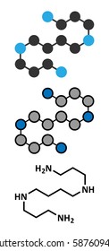 Spermine molecule. Conventional skeletal formula and stylized representations.