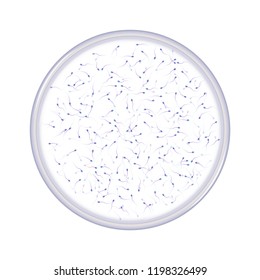 Esperma en placa de petri, estudios biológicos
