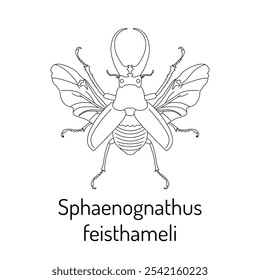 Sphaenognathus feisthameli. Insectos. Fauna para colorear. Boceto gráfico de un escarabajo aislado con título. Ilustración vectorial.