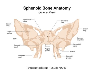 Anatomia Óssea Esfenoide Visão Anterior