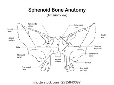 Sphenoid Bone Anatomy Anterior View in Line Style