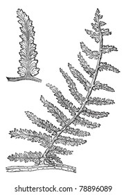 Sphenopteris, vintage engraving. Old engraved illustration of Sphenopteris, an extinct seed fern.  Trousset encyclopedia (1886 - 1891)