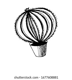 Spherical round cactus with small details. Black and white sketch in doodle graphic style. Hand drawing sketch. Element of botany. EPS10.