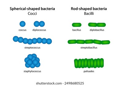 Bacterias de forma esférica (cocos) y bacterias en forma de varilla (bacilos)