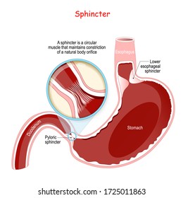 A sphincter is a circular muscle that maintains constriction of a natural body orifice. Close-up of Pyloric sphincter. human stomach with Oesophagus and Duodenum