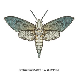 Sphingidae Hawk-moths Vector Graphic Illustration