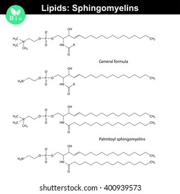 Sphingomyelin chemical structure, molecular structures of lipids, isolated on white background, 2d vector, eps 8