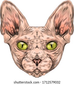 sphinx bald cat the head is symmetrical animal in color vector illustration print