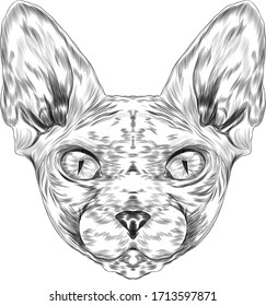 sphinx bald cat the head is symmetrical animal black and white, coloring sketch vector illustration print