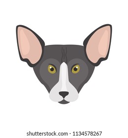 Sphinx breed cat muzzle color vector icon