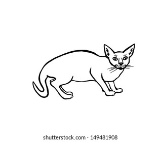 Sphinx cat 