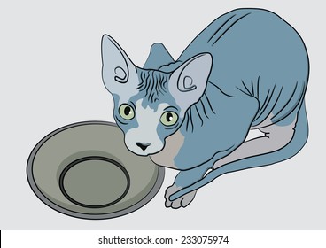 Sphinx Cat with a Bowl