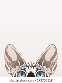 Sphinx cat. Close-up portrait