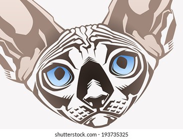 Sphinx cat. Close-up portrait