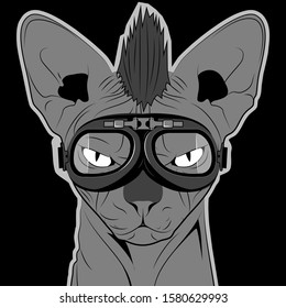 Sphinx cat in glasses on a black background.