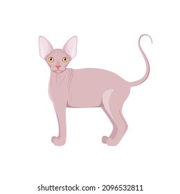 Sphinx cat on a white background. Cartoon design.
