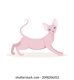 Sphinx cat on a white background. Cartoon design.
