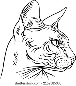 Sphinx cat portrait. Vector illustration