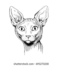 Sphinx cat sketch