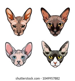 Sphinx cats set. Collection of exotic cats of breed a sphinx. Cat portrait. Vector illustration.