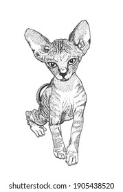 Sphinx Kätzchen. Die Katze ist unbekannt. Schwarz-Weiß-Skizze. Grafiken. Bedruckte für Kleidung, T-Shirts. Vektorgrafik