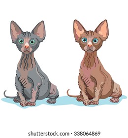 Sphinx kittens. Different color sphinx cats.