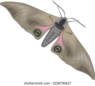 Sphinx Moth in Flight Vector Illustration