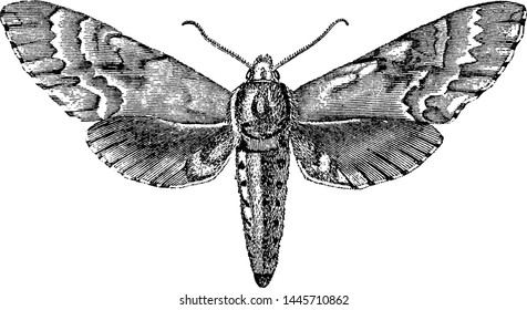 Sphinx Moth, Vintage Engraved Illustration.