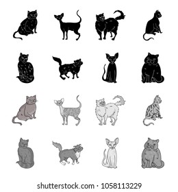 Sphinx, nibelung,norwegian forest cat and other species. Cat breeds set collection icons in black,monochrome style vector symbol stock illustration web.